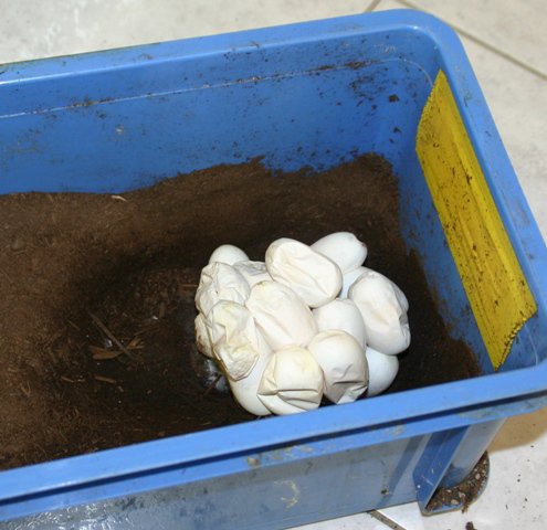 nigricincta eier 20122804 094