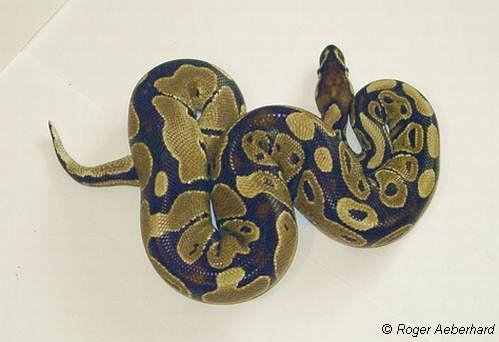 python regius14