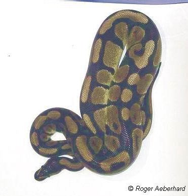 python regius18